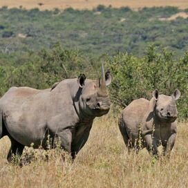 Children Adopt Solio Rhinos